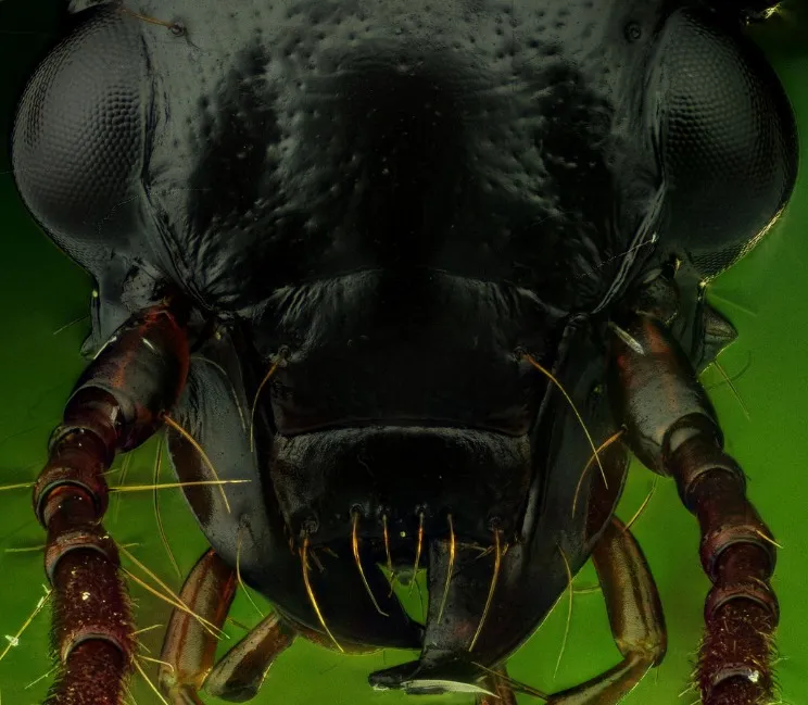 What do animals eat